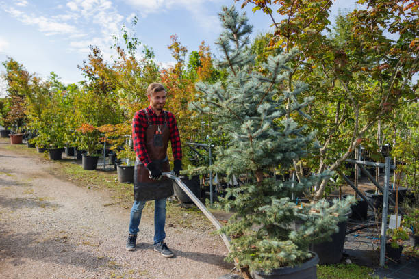 How Our Tree Care Process Works  in  Odon, IN