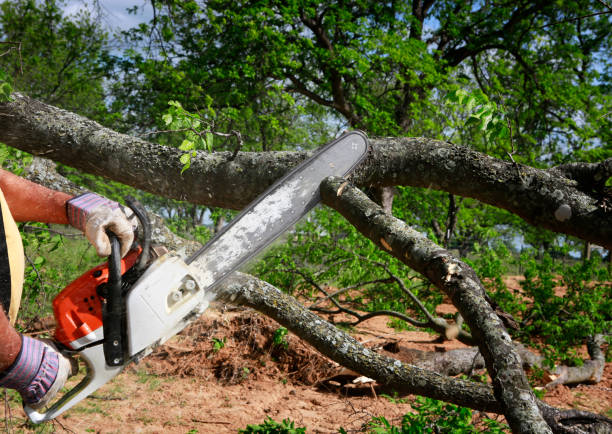 Best Residential Tree Removal  in Odon, IN